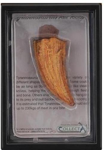 Collecta Prehistorie: Tand Van T-rex 11,5 Cm Oranje